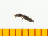  ( - Ooza1)  @12 [ ] Copyright (2013) Unspecified Specimen depository of the Graduate School of Natural Sciences, Nagoya City University