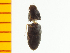  ( - Fnip1)  @12 [ ] Copyright (2013) Unspecified Specimen depository of the Graduate School of Natural Sciences, Nagoya City University