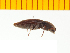  ( - Atsmt2)  @12 [ ] Copyright (2013) Unspecified Specimen depository of the Graduate School of Natural Sciences, Nagoya City University