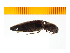  ( - Tlew2)  @12 [ ] Copyright (2013) Unspecified Specimen depository of the Graduate School of Natural Sciences, Nagoya City University
