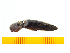  ( - Tlew2)  @13 [ ] Copyright (2013) Unspecified Specimen depository of the Graduate School of Natural Sciences, Nagoya City University