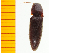  ( - Msat1)  @13 [ ] Copyright (2013) Unspecified Specimen depository of the Graduate School of Natural Sciences, Nagoya City University