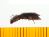  ( - Hmetc4)  @13 [ ] Copyright (2013) Unspecified Specimen depository of the Graduate School of Natural Sciences, Nagoya City University