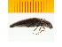  ( - Mcetc1)  @12 [ ] Copyright (2013) Unspecified Specimen depository of the Graduate School of Natural Sciences, Nagoya City University