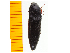  ( - Mcetc4)  @12 [ ] Copyright (2013) Unspecified Specimen depository of the Graduate School of Natural Sciences, Nagoya City University