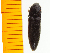  ( - Mann1)  @12 [ ] Copyright (2013) Unspecified Specimen depository of the Graduate School of Natural Sciences, Nagoya City University
