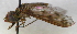 (Paradiplocampta - MACN JEC TEB 0084)  @13 [ ] CreativeCommons - Attribution Non-Commercial Share-Alike (2012) Paula Florencia Zermoglio, Jose Emilio Crespo Museo Argentino de Ciencias Naturales