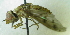  ( - MACN JEC TEB 0086)  @13 [ ] CreativeCommons - Attribution Non-Commercial Share-Alike (2012) Paula Florencia Zermoglio, Jose Emilio Crespo Museo Argentino de Ciencias Naturales