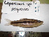  (Leporinus taeniatus - JEQUI_LGC1553)  @14 [ ] Unspecified (default): All Rights Reserved  Unspecified Unspecified