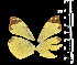  ( - MAL-05540)  @11 [ ] Copyright (2012) Unspecified Museo de Zoologia, Facultad de Ciencias, UNAM