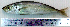  (Decapterus russelli - DeRu4C)  @14 [ ] Unspecified (default): All Rights Reserved  Unspecified Unspecified