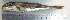  (Lagocephalus suezensis - LaSu26C)  @13 [ ] Unspecified (default): All Rights Reserved  Unspecified Unspecified