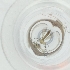  ( - JHBF_007_H10)  @11 [ ] by  Genome Research Ltd as Wellcome Sanger Institute Genome Research Limited operating as Wellcome Sanger Institute