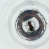  ( - JHGS_052_G4)  @11 [ ] by  Genome Research Ltd as Wellcome Sanger Institute Genome Research Limited operating as Wellcome Sanger Institute