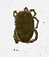  (Thermacaridae - CCDB-22802 E01)  @13 [ ] No Rights Reserved (2014) Cory Sheffield Royal Saskatchewan Museum