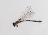  ( - CCDB-22802 F06)  @11 [ ] No Rights Reserved (2014) Cory Sheffield Royal Saskatchewan Museum