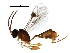  (tersiMalaise01 malaise0251 - BIOUG29060-G06)  @14 [ ] CreativeCommons - Attribution (2016) CBG Photography Group Centre for Biodiversity Genomics