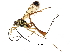  (atroMalaise01 Malaise1769 - BIOUG29054-E04)  @14 [ ] CreativeCommons - Attribution (2016) CBG Photography Group Centre for Biodiversity Genomics