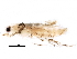  (malaiseGraci01 malaise0947 - BIOUG29066-G02)  @13 [ ] CreativeCommons - Attribution (2016) CBG Photography Group Centre for Biodiversity Genomics
