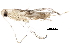  (malaiseGraci01 Malaise6190 - BIOUG30356-B02)  @13 [ ] CreativeCommons - Attribution (2016) CBG Photography Group Centre for Biodiversity Genomics