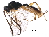  (Acrolyta - BIOUG30524-G10)  @14 [ ] CreativeCommons - Attribution (2016) CBG Photography Group Centre for Biodiversity Genomics