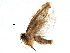  ( - BIOUG29269-B08)  @13 [ ] CreativeCommons - Attribution (2016) CBG Photography Group Centre for Biodiversity Genomics