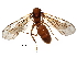  (Labidus praedator - BIOUG29357-H11)  @14 [ ] CreativeCommons - Attribution (2016) CBG Photography Group Centre for Biodiversity Genomics