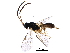  (cryptJanzen01 Malaise8347 - BIOUG28592-D02)  @14 [ ] CreativeCommons - Attribution (2016) CBG Photography Group Centre for Biodiversity Genomics