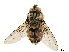  ( - BIOUG28650-B08)  @11 [ ] CreativeCommons - Attribution (2019) CBG Photography Group Centre for Biodiversity Genomics
