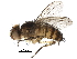  (Ceromya Malaise8782 - BIOUG28652-E10)  @14 [ ] CreativeCommons - Attribution (2016) CBG Photography Group Centre for Biodiversity Genomics