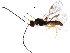  (Heterospilus Malaise5806 - BIOUG28658-D05)  @13 [ ] CreativeCommons - Attribution (2016) CBG Photography Group Centre for Biodiversity Genomics