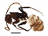  (Camponotus AAP2624 - BIOUG28659-E10)  @13 [ ] CreativeCommons - Attribution (2016) CBG Photography Group Centre for Biodiversity Genomics