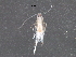  (malaiseGraci01 Malaise6802 - BIOUG28765-F12)  @12 [ ] CreativeCommons - Attribution (2016) CBG Photography Group Centre for Biodiversity Genomics