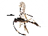  (cryptJanzen01 Malaise6088 - BIOUG28769-G08)  @14 [ ] CreativeCommons - Attribution (2016) CBG Photography Group Centre for Biodiversity Genomics