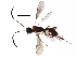  (ichMalaise01 Malaise7939 - BIOUG28485-A04)  @14 [ ] CreativeCommons - Attribution (2016) CBG Photography Group Centre for Biodiversity Genomics