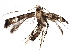  (malaiseGraci01 Malaise8539 - BIOUG28485-D05)  @13 [ ] CreativeCommons - Attribution (2016) CBG Photography Group Centre for Biodiversity Genomics
