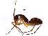 (Camponotus JTL005 - BIOUG28361-E08)  @13 [ ] CreativeCommons - Attribution (2016) CBG Photography Group Centre for Biodiversity Genomics