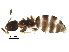  (Myrmelachista MAS004 - BIOUG28690-D07)  @14 [ ] CreativeCommons - Attribution (2016) CBG Photography Group Centre for Biodiversity Genomics