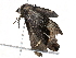 (Ampelasia malaise0641 - BIOUG28687-A06)  @13 [ ] CreativeCommons - Attribution (2016) CBG Photography Group Centre for Biodiversity Genomics