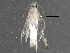  (malaiseGraci01 Malaise9085 - BIOUG28732-B07)  @13 [ ] CreativeCommons - Attribution (2016) CBG Photography Group Centre for Biodiversity Genomics