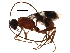  (crypMalaise01 Malaise8147 - BIOUG28732-G12)  @14 [ ] CreativeCommons - Attribution (2016) CBG Photography Group Centre for Biodiversity Genomics