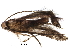  (cosmoMalaise01 Malaise6950 - BIOUG28739-F10)  @13 [ ] CreativeCommons - Attribution (2016) CBG Photography Group Centre for Biodiversity Genomics