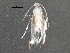  (malaiseGraci01 Malaise9407 - BIOUG28814-E11)  @13 [ ] CreativeCommons - Attribution (2016) CBG Photography Group Centre for Biodiversity Genomics