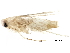  (malaiseGraci01 Malaise6137 - BIOUG28818-C07)  @13 [ ] CreativeCommons - Attribution (2016) CBG Photography Group Centre for Biodiversity Genomics