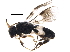  ( - BIOUG28821-H05)  @13 [ ] CreativeCommons - Attribution (2017) CBG Photography Group Centre for Biodiversity Genomics