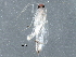  (malaiseGraci01 Malaise1026 - BIOUG28846-B12)  @12 [ ] CreativeCommons - Attribution (2016) CBG Photography Group Centre for Biodiversity Genomics
