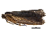  (ereMalaise01 Malaise4968 - BIOUG28849-D05)  @13 [ ] CreativeCommons - Attribution (2016) CBG Photography Group Centre for Biodiversity Genomics