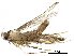  (malaiseGraci01 Malaise9942 - BIOUG29077-F11)  @14 [ ] CreativeCommons - Attribution (2016) CBG Photography Group Centre for Biodiversity Genomics