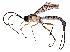  (Sphelodon - BIOUG28623-F09)  @14 [ ] CreativeCommons - Attribution (2016) CBG Photography Group Centre for Biodiversity Genomics