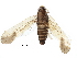  (Tagosodes - BIOUG28695-G02)  @14 [ ] CreativeCommons - Attribution (2016) CBG Photography Group Centre for Biodiversity Genomics
